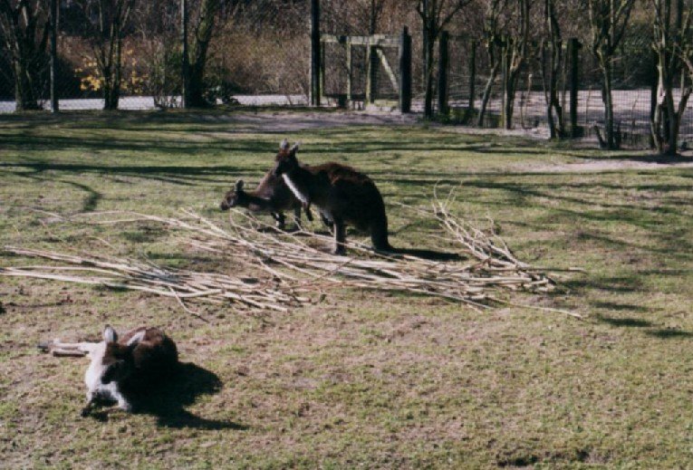 2003032233 blijdorp kangaroos